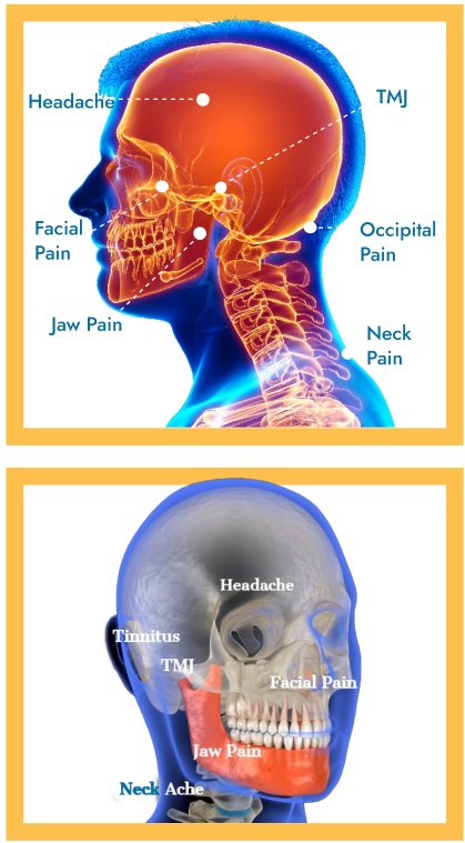 Head anatomy reference for TMJ